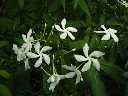 Image result for Dichaetanthera corymbosa