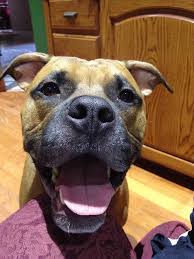 Our dogs are part of the family so it's only natural to express your undying devotion to your dog through the art of tattoos. The Guy Who Got Matching Neuter Tattoos With His Dog Wants You To Know He Did It On Purpose