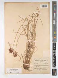 Image result for Cyperus amauropus