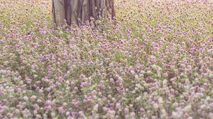 Here is a collection of flower names sorted by color. 245 Flower Field Aesthetic Photos Free Royalty Free Stock Photos From Dreamstime