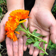 Calendula (50g) – Vida Organica - Productos Orgánicos, Saludables y  Deliciosos