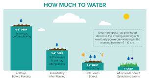 Watering New Grass Seed How Often How Much To Water New Seeds