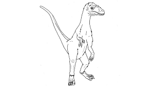 Sometimes it's better to go for the normal way of earning font colours and designs. Colouring Pages For Kids And Adults Natural History Museum