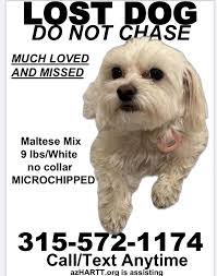 Lost Dog Found in SLO County