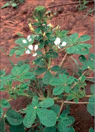 Spider flower (Cleome gynandra) | Download Scientific Diagram