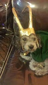 My Dog As Loki He Really Hates His Helmet