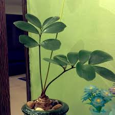 China communications construction company limited (cccc or the company), initiated and founded by china communications construction group (cccg), was incorporated on 8 october 2006. Kacc Construction Sdn Bhd Kuching Sarawak