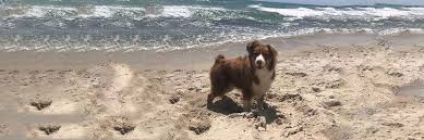 Fill out our free quote form now. Ocean Trans Deliverys Pet Relocation Services