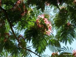 Image result for Albizia grandibracteata