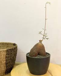 Image result for Cyphostemma montanum