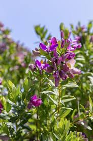 Image result for Polygala marensis