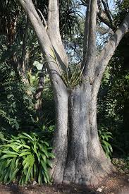 Image result for Aloe wollastonii