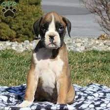 We did not find results for: Boxer Puppies For Sale Greenfield Puppies Boxer Puppies Boxer Puppies For Sale Puppies For Sale
