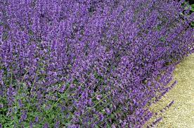 What S The Difference Between Catmint And Catnip Flowers Perennials Catnip Plant Perennials