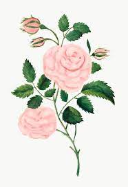 Damask Rose Vintage Illustration Transparent Png Premium Image By Rawpixel Com Nap Flower Sketches Flower Illustration Vintage Illustration