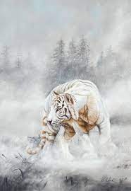 Snow Tiger By Peter Williams Snow Tiger Tiger Artwork Tiger Art
