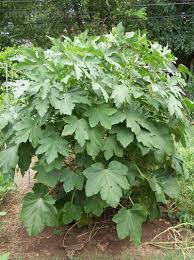 The stalks are tough and sturdy and produce lots of pods per plant. Plantfiles Pictures Okra Emerald Abelmoschus Esculentus By Stephanietx Planting Guide Plants Okra Seeds