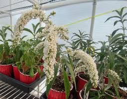 Image result for Buddleja asiatica