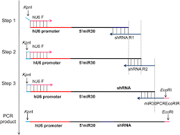 The Flow Chart Of Three Sequential Pcr Steps For