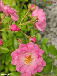 Image result for Rosa sp.