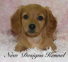 Long and short hair pups available. Miniature Dachshund Puppy For Sale Adoption Rescue For Sale In Rockwell City Iowa Classified Americanlisted Com