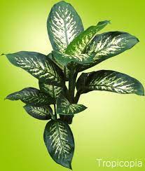 How To Grow Dieffenbachias Care Guide Houseplant 411 How To Identify And Care For Houseplants Dumb Cane Dumb Cane Plant Plants