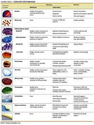 Pin By Laugalyte On Cells Organelles Dna Rna Biology Lessons Human Cell Structure Cell Biology