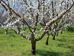 Image result for pruning plum trees
