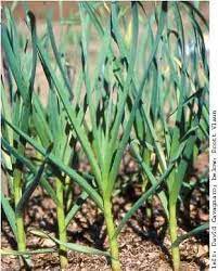 Garlic gets planted before the first frost of the year and overwinters in the garden. Plant Great Garlic Mother Earth News