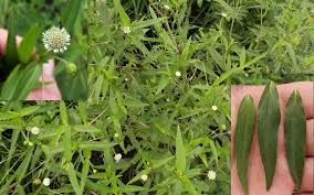 Image result for Eclipta prostrata