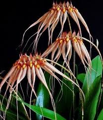 Image result for Bulbophyllum sandersonii