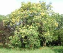 Image result for Pterocarpus lucens