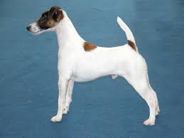 Image result for foxteriér hladkosrstý