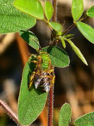 Image result for Vernonia centaureoides