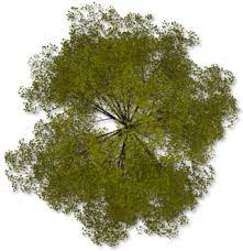 Tree png top view png. Top Tree Png Top Tree Transparent Background Freeiconspng