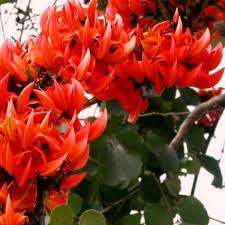 Buy Palash Butea Plant Online From Nurserylive At Lowest Price