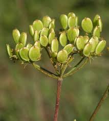 Image result for Lintonia nutans