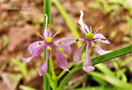 Image result for Iphigenia pauciflora