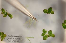 Image result for Landolphia landolphioides