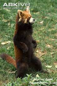 Red Panda Standing On Hind Legs Red Panda Panda Weird Animals