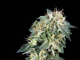 How To Grow The Potent Northern Lights Marijuana Strain