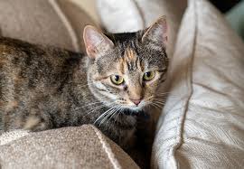 How are cat allergies diagnosed? How To Live With Pet Allergies If You Have No Choice Health Essentials From Cleveland Clinic