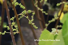 Image result for Boehmeria nivea