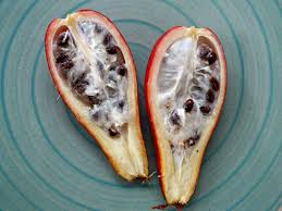 Image result for Aframomum angustifolium