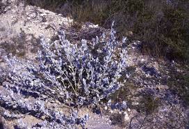 Image result for Petalidium