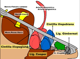 Pin By Valentina On Anatomia Anatomy Study Anatomy Map Screenshot