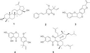 Image result for Ptycholobium contortum
