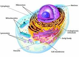 The Cell Is The Smallest Amount Of Living Matter The Nucleus Is The Control Center The Animal Cell Classical Conversations Foundations Life Science Classroom