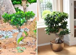 Ficus Bonsai Anzucht Tipps Pflege Indoor Ficus Bonsai Pflege Bonsai Ficus