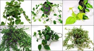 Vivarium Vines Trailing Plants For 24x18x36 Enclosure Plants Terrariums Kits Gecko Vivarium